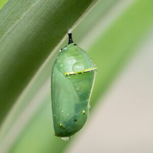 Metamorphosis
